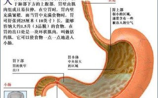 胃在什么位置准确图片