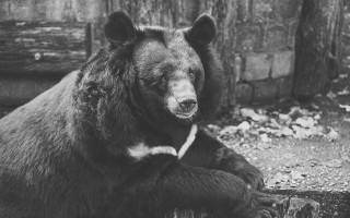 小区流浪猫身中十箭死亡，一起悲剧引发的思考