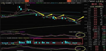 股票行情快报：山东黄金（）月日主力资金净买入万元-第1张图片-财来区块链学库