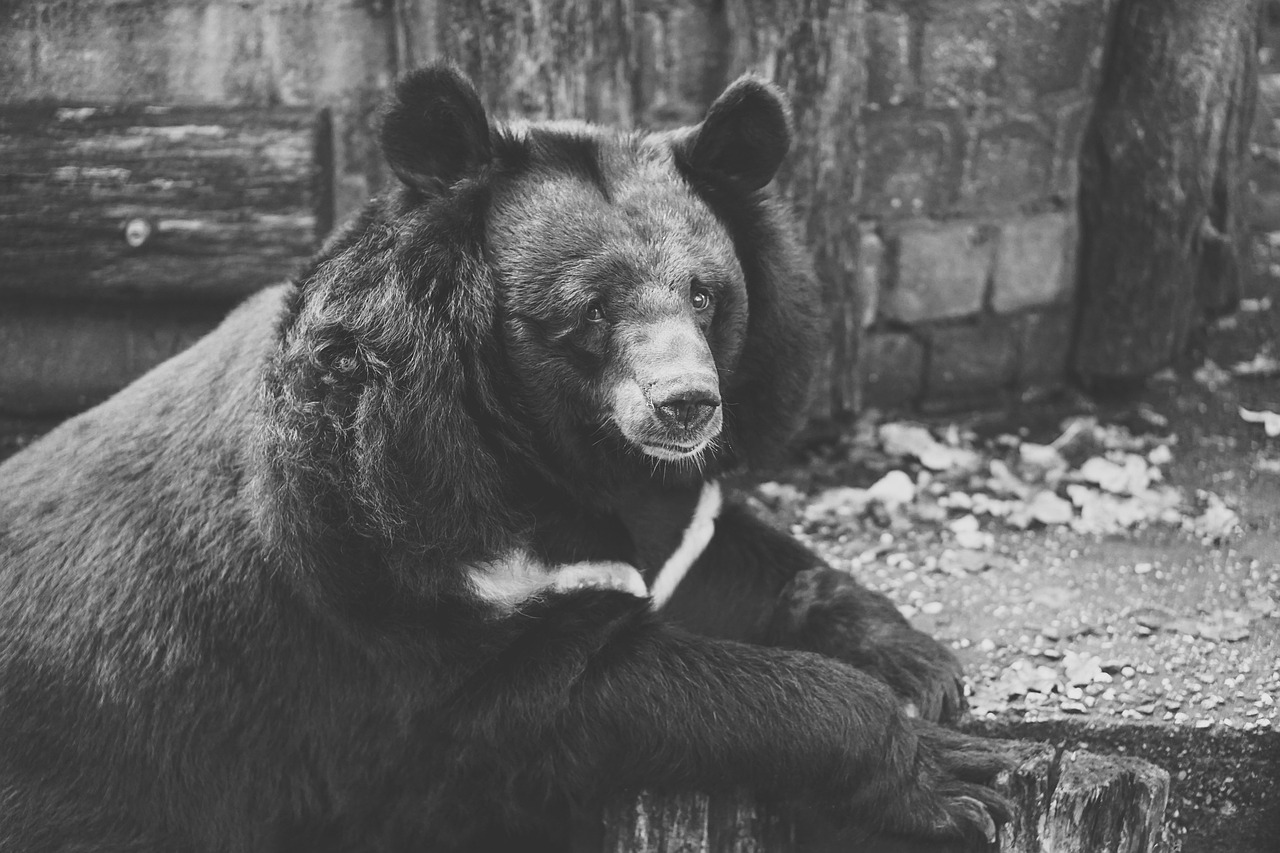 小区流浪猫身中十箭死亡，一起悲剧引发的思考-第1张图片-财来区块链学库