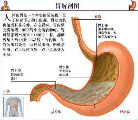 胃在什么位置准确图片-第1张图片-财来区块链学库